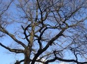 Прогноз погоды в Украине на 7 декабря: будет тепло, без осадков