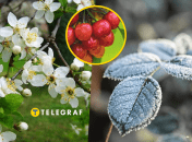 В регионе и дальше ожидаются небольшие "минусы"