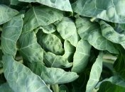 Капуста не терпит пересыхания почвы