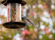 За народними прикметами, 29 червня затихають усі співочі птахи