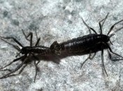 Стало известно, как антарктические комары-звонцы защищают личинки от перепадов температур