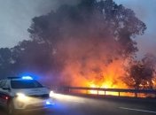 Ад на Земле: леса Израиля охватил сильный пожар (Видео)