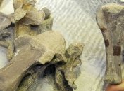 Ученые выяснили, что клонировать динозавров им не удастся