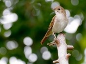 Климатические изменения оказывают негативное влияние на соловьев