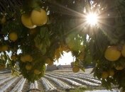 Как правильно есть грейпфрут?