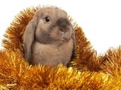 Покровитель 2023 год - Кролик