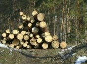 Эколог требовал взятки за разрешение вырубать деревья