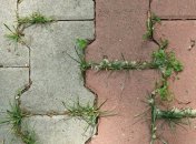Как избавиться от травы между плиткой: хитрость, о которой мало кто знает