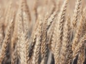 Минэкономики сообщило, сколько зерна экспортировали в этом году