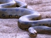 Анаконда не захотела есть человека в прямом эфире (Видео)