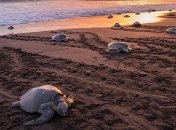 В Мексике гибнут редкие черепахи