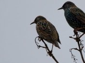 16 марта - приметы и обряды в Евтропиев день