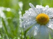 Прогноз погоды на 14-15 июля: тепло, кратковременные дожди и грозы