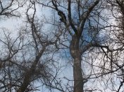 Погода в Украине на 17 декабря: холодно, но без осадков