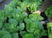 Когда сеять капусту - даты