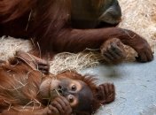 Стало известно, что размер мозга и фертильность у млекопитающих связан с видом воспитания