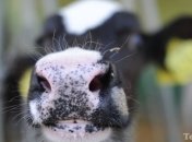 Коровье молоко опасно для детей?