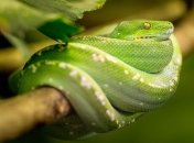 Животные, которых люди остерегаются  больше всего