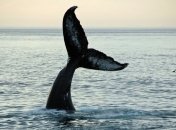 Эффектное нашествие горбатых китов в Колумбии 