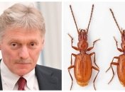 Дмитрия Пескова сравнили с жуком