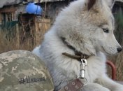 Названо количество погибших и раненых военных в зоне АТО с начала года