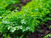 Петрушка, если ее окучивать, не даст большого урожая