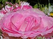 Поздравления с Днем рождения на 12 февраля