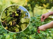 Чем обработать кусты смородины от вредителей