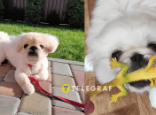 Пекинесы кремового и белого цветов.