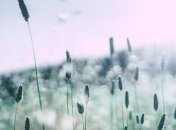 В Украине ухудшается аллергенная обстановка