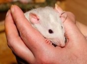 Исследователи нашли белок, блокирование которого может снять тревожность