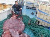 Как выглядит гигантский кальмар?