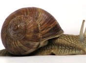 Ученые выяснили, какое животное несет серьезную угозу человеку