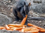 Австралии потребуется 100 лет для восстановления после пожаров