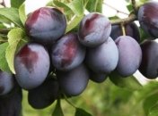 Диетологи рассказали, как за несколько дней лета скинуть лишние кило