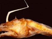 На дне Мексиканского залива найден неизвестный науке "монстр" 