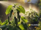 Листья огурцов сохранят зеленую окраску