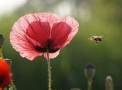 Приметы и обряды на 29 июля - Финогеев (Афиногенов) день