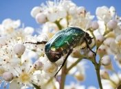 Майских жуков тоннами вывозят с пляжей Балтийского моря