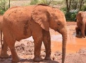 В Национальном парке Крюгера обнаружен необычный вид слона (Видео)