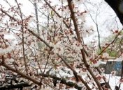 Прогноз погоды на 3 апреля в Украине: идет потепление 