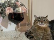 Даже Бритни Спирс знает о коте Степане