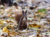 Осень радует теплом: прогноз погоды на 14-15 ноября