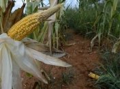Из-за засухи упал прогноз на урожай кукурузы 