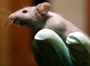 Новый эндоскоп размером с человеческий волос впервые проник в мозг живой мыши