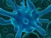 Найден новый аспект работы иммунной системы