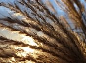 "Подставляем щеки солнышку": прогноз погоды на выходные