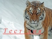 Тест по картинке - что может сказать о вас снежинка