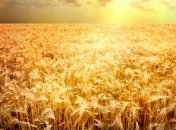 Египет закупил очередную партию украинского зерна