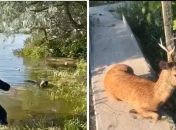 Від злочину росіян постраждали беззахисні тварини